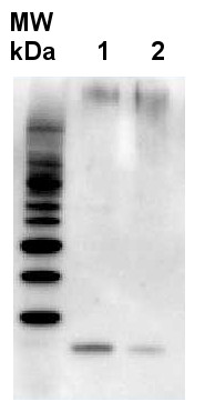 Western blot using anti-RbcS antibodies